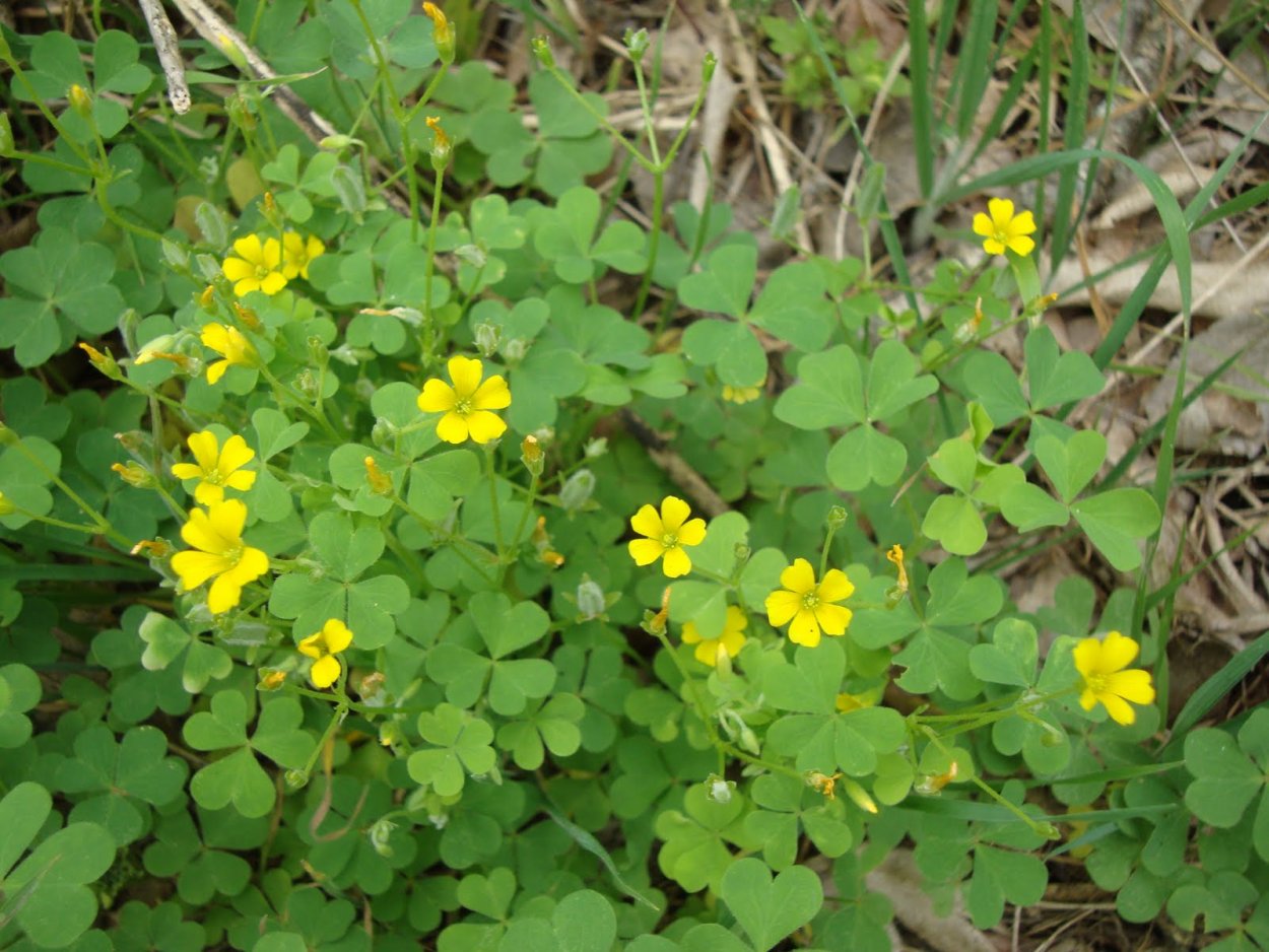 Кислица желтая сорняк