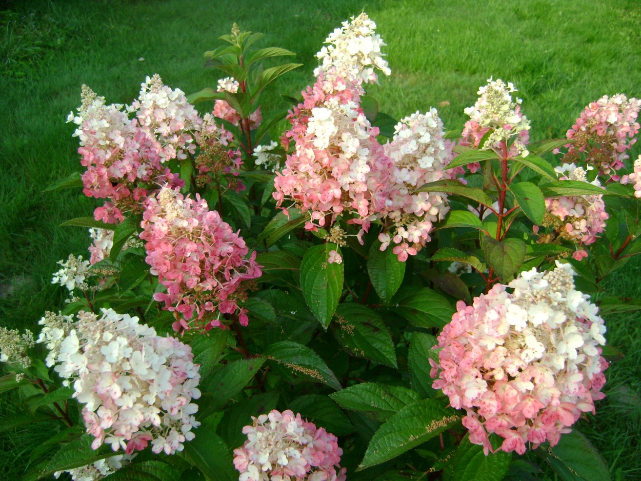 Гортензия Pinky Winky