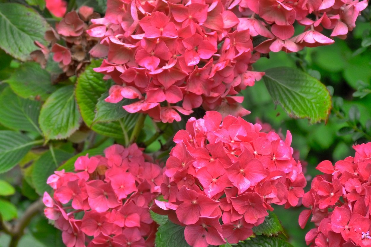 Пинк энд Роуз гортензия метельчатая