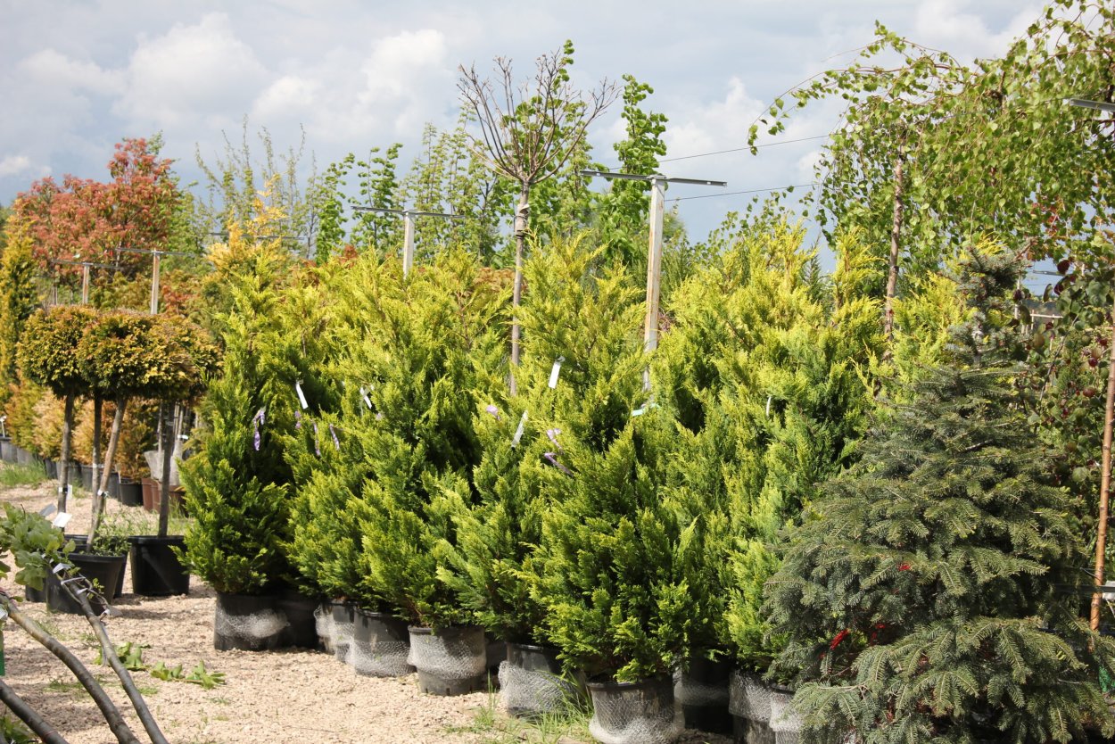 Купрессоципарис Голд Райдер