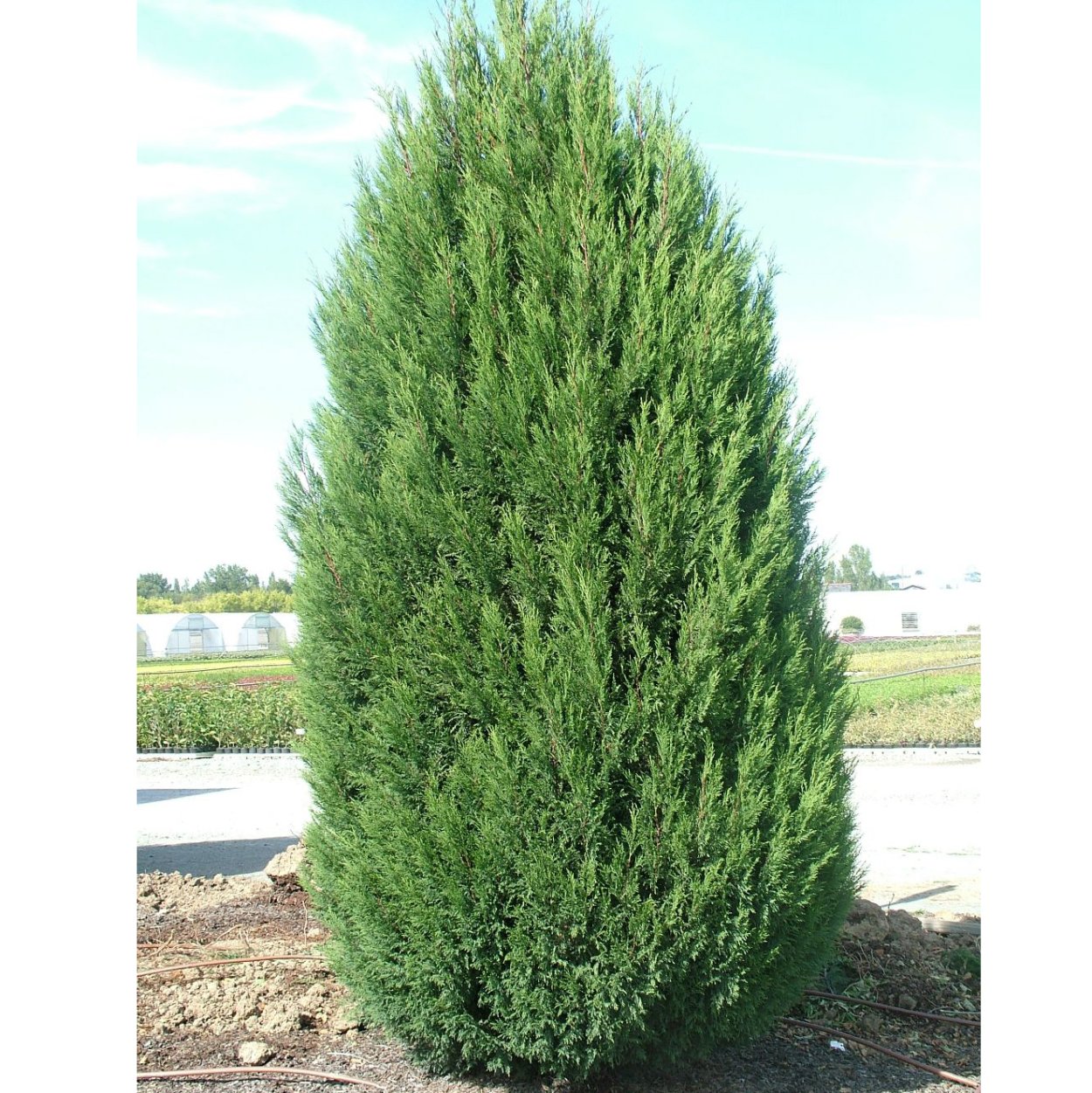 Купрессоципарис Лейланда 2001