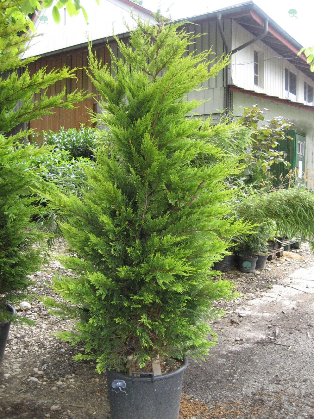 Посадка Купрессоципарис Лейланда