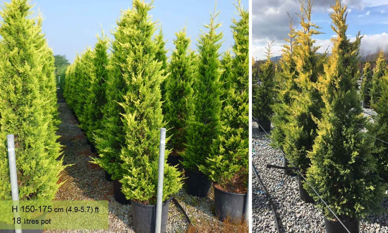 Купрессоципарис Лейланда Gold Rider