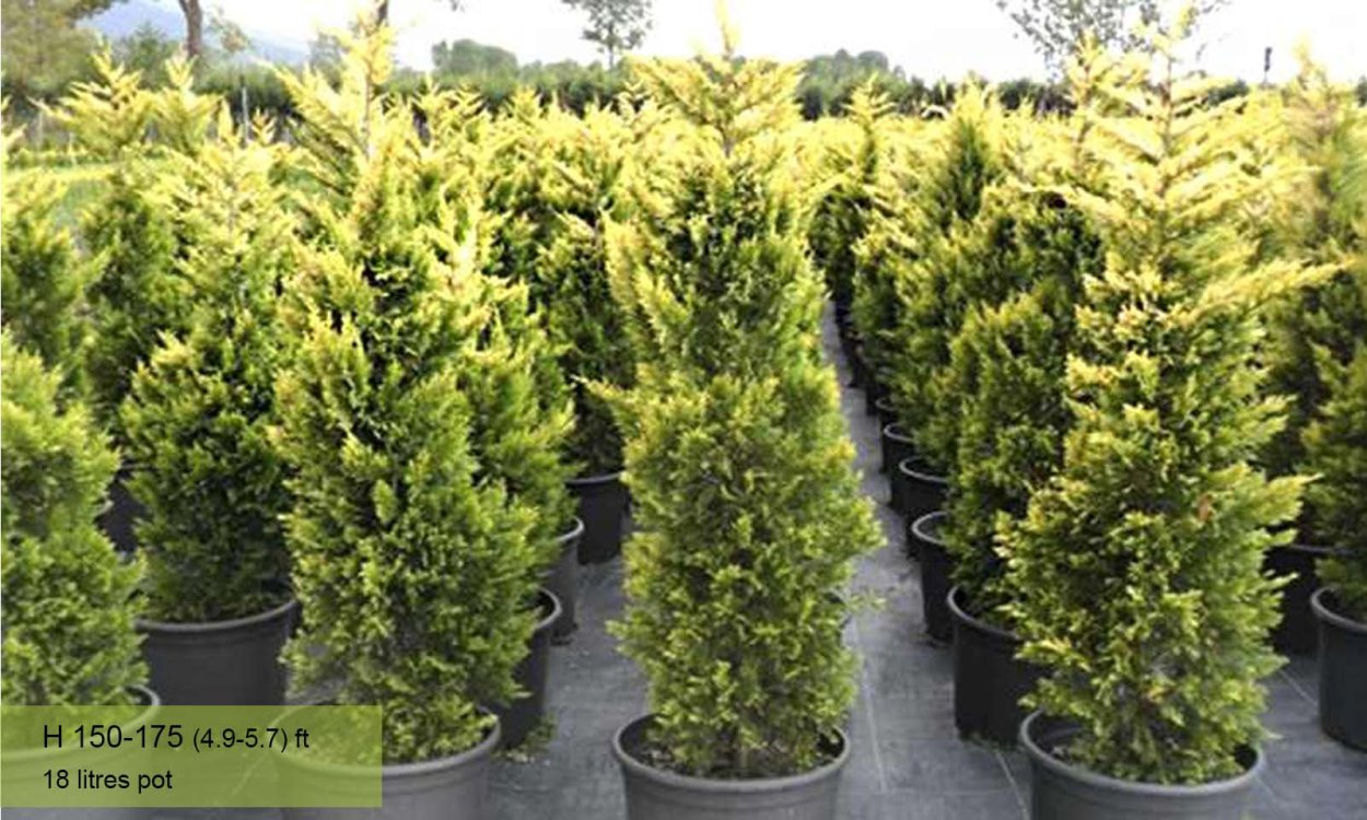 Купрессоципарис Голд Райдер