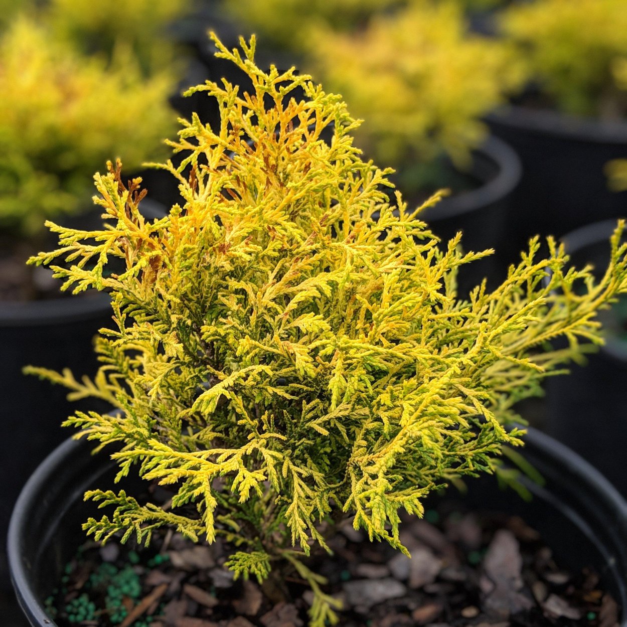 Chamaecyparis pisifera Golden Mop