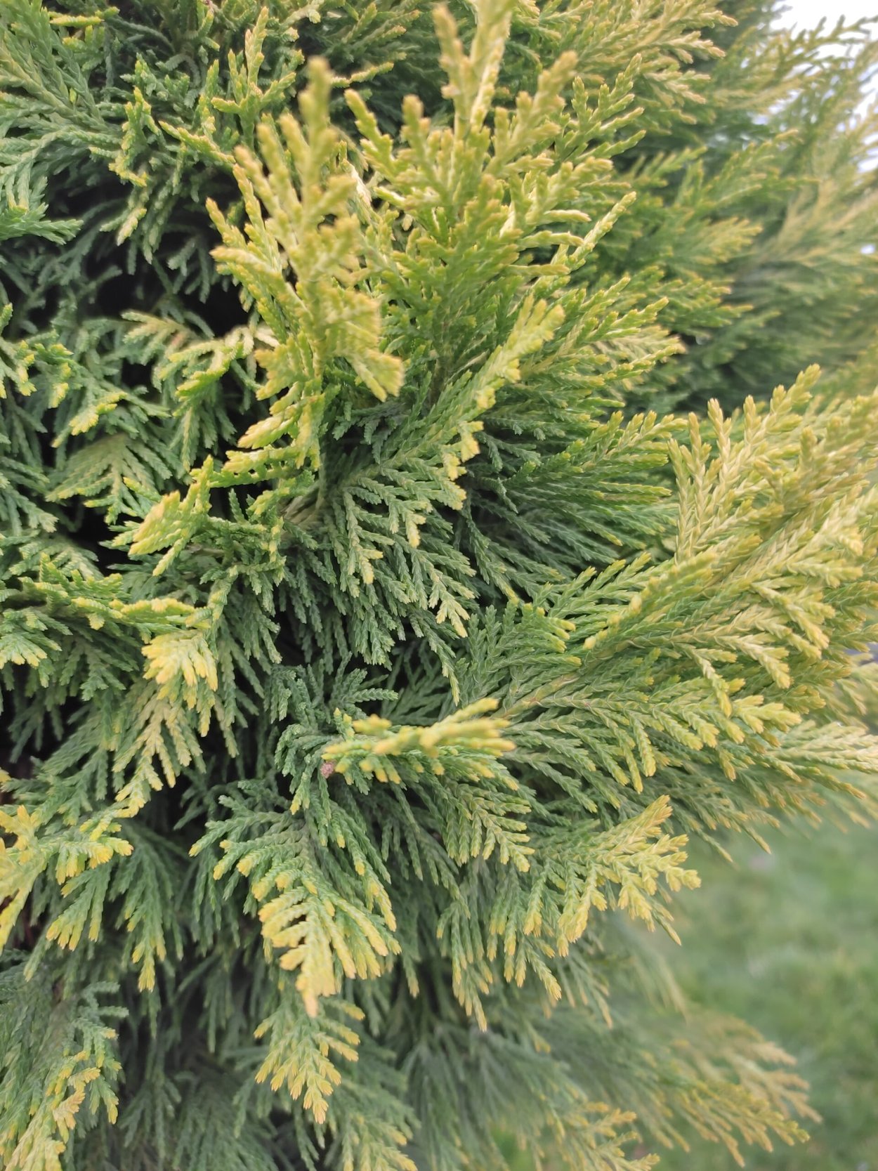 Голд Райдер кипарисовик на штамбе