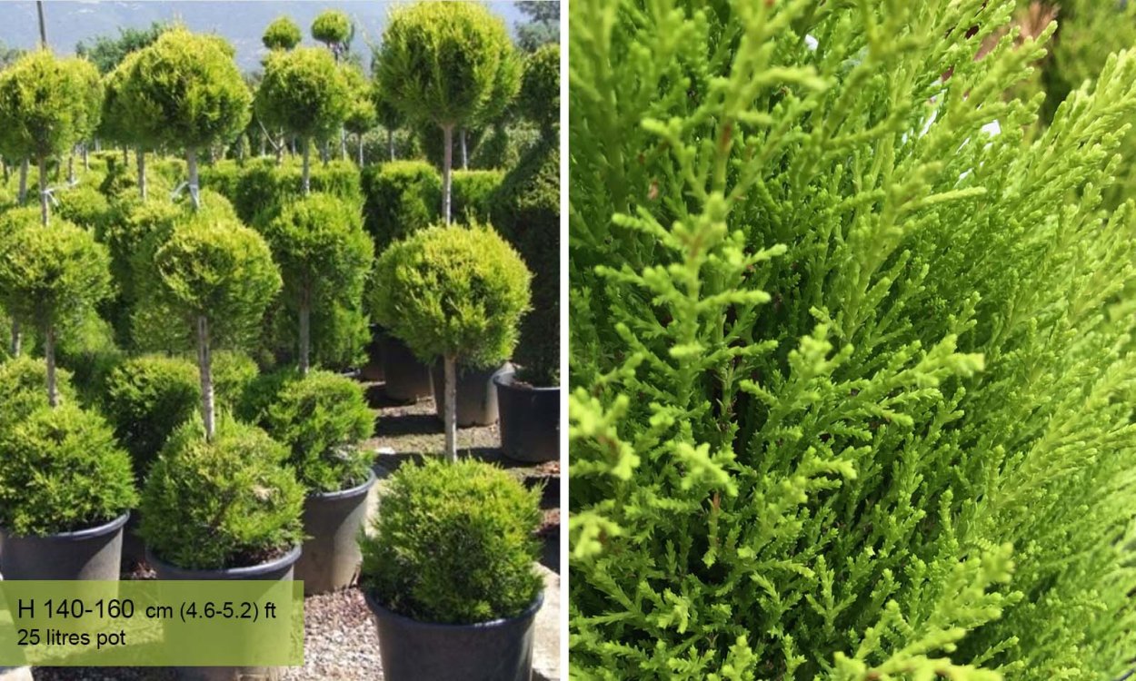 Кипарисовик Голд Райдер