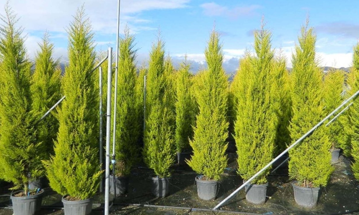 Кипарис Купрессус