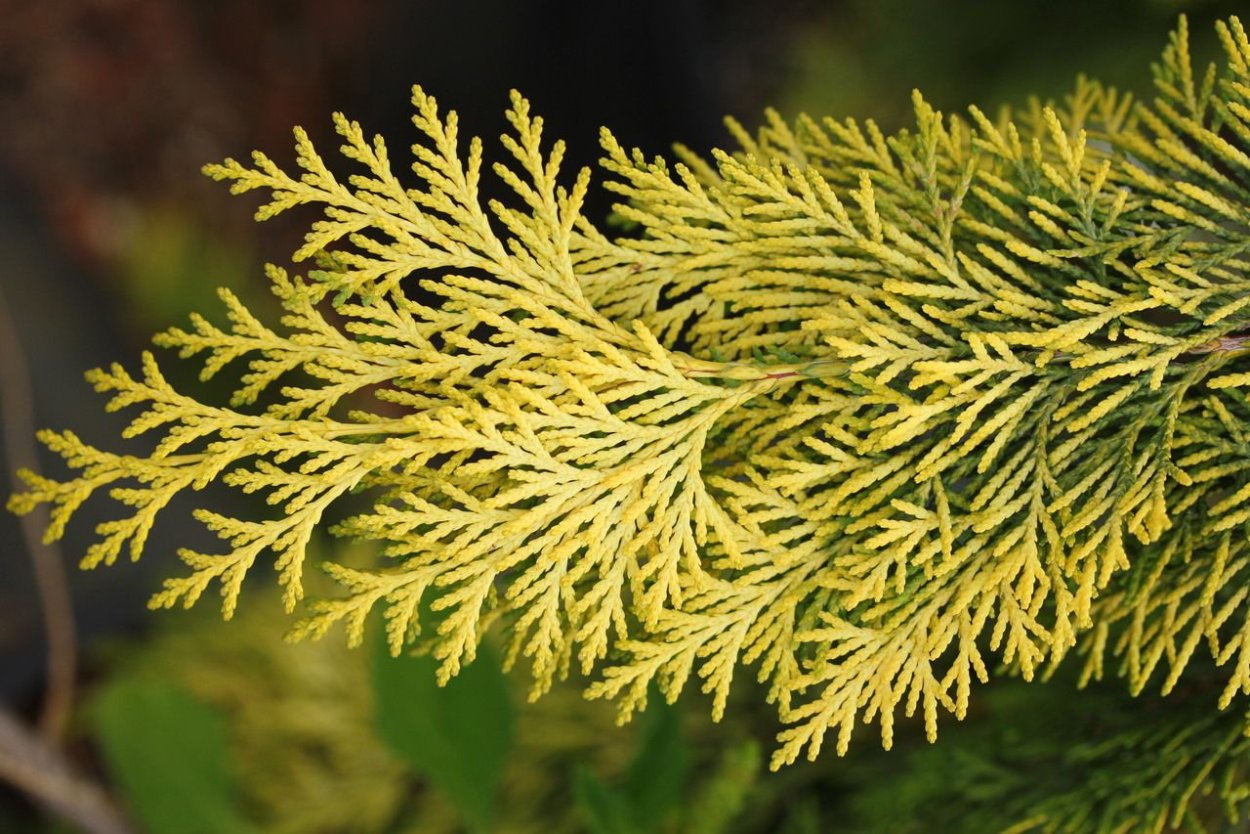 Chamaecyparis lawsoniana 'Filip's Golden tears'