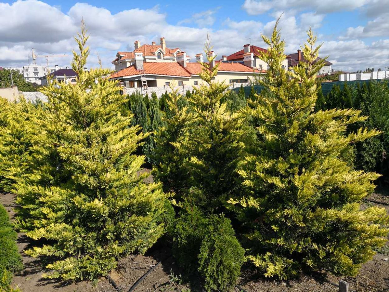 Кипарисовик Лейланда Голд Райдер