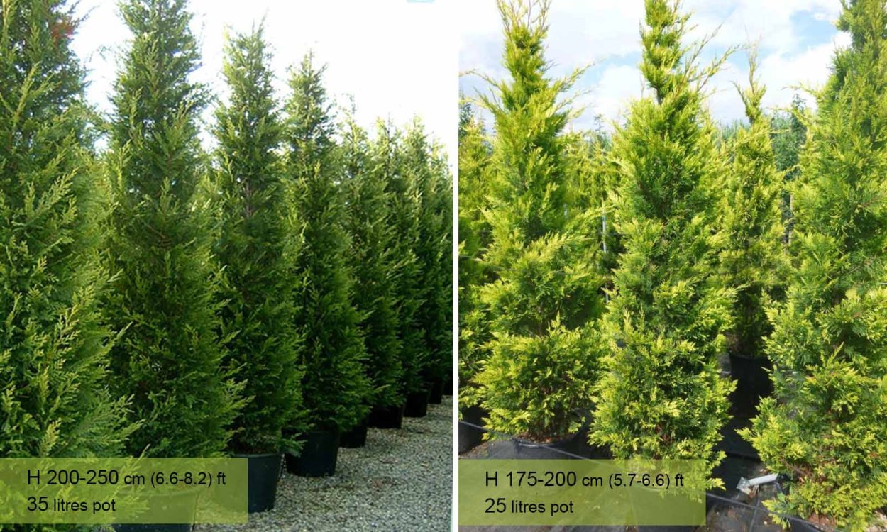 Лейтон Грин Купрессоципарис