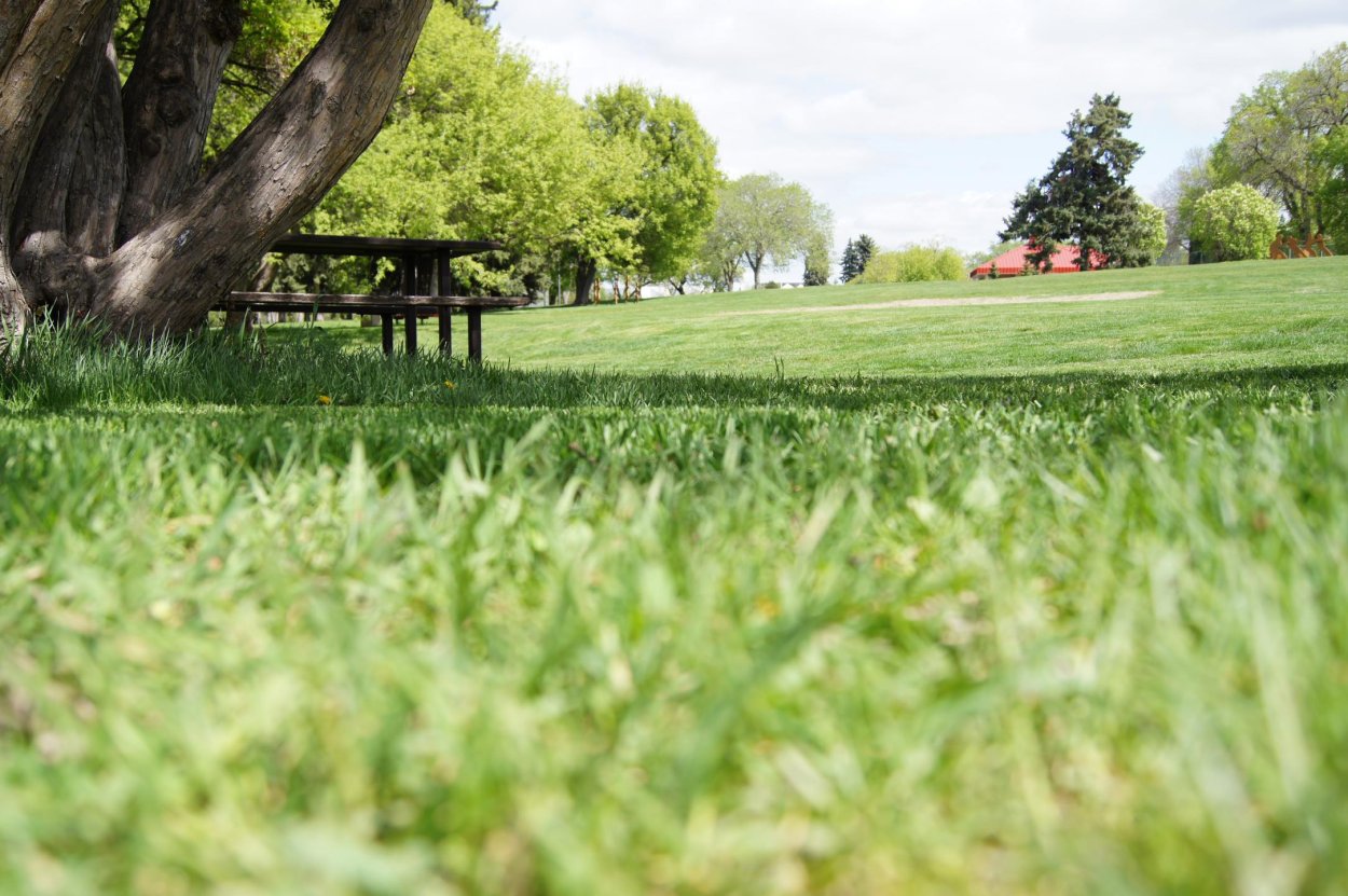 Газоны в парках