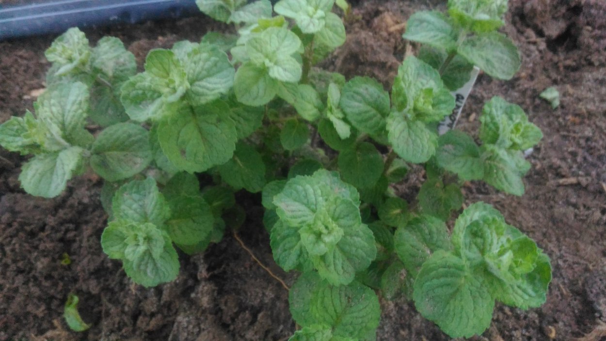 Мята японское Мохито