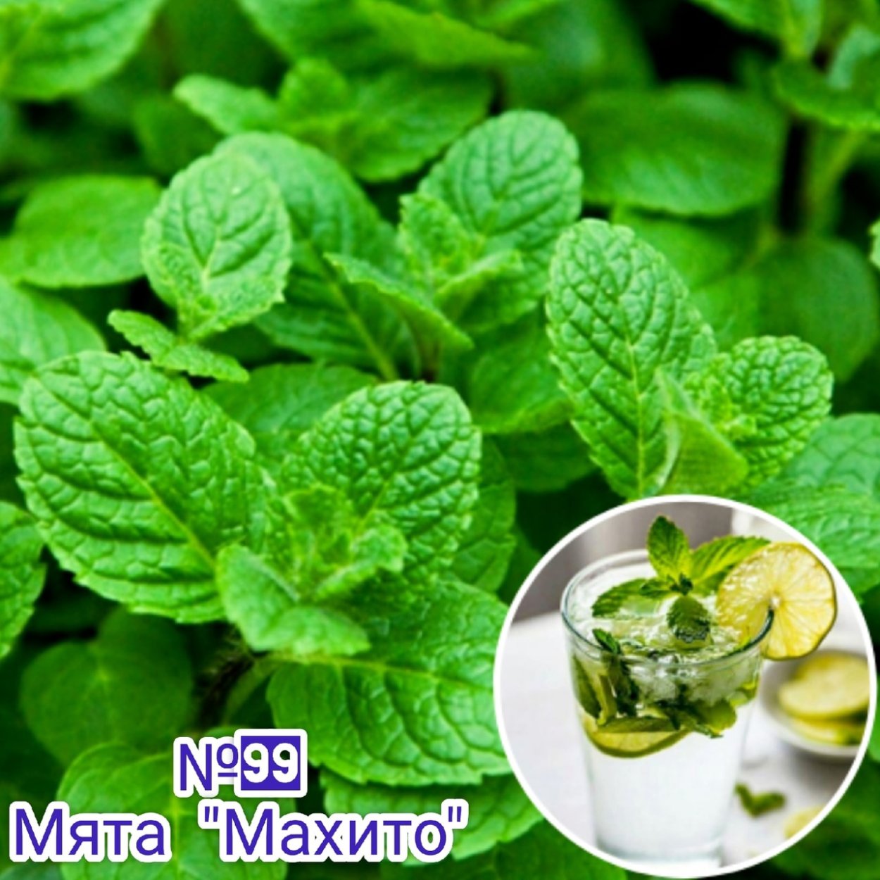 Мята сорт Мохито