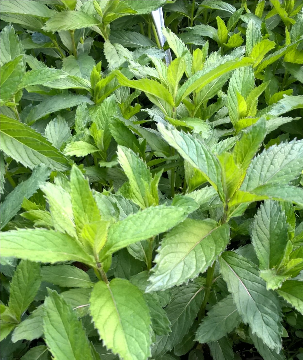 Мята Свисс (с1,5)