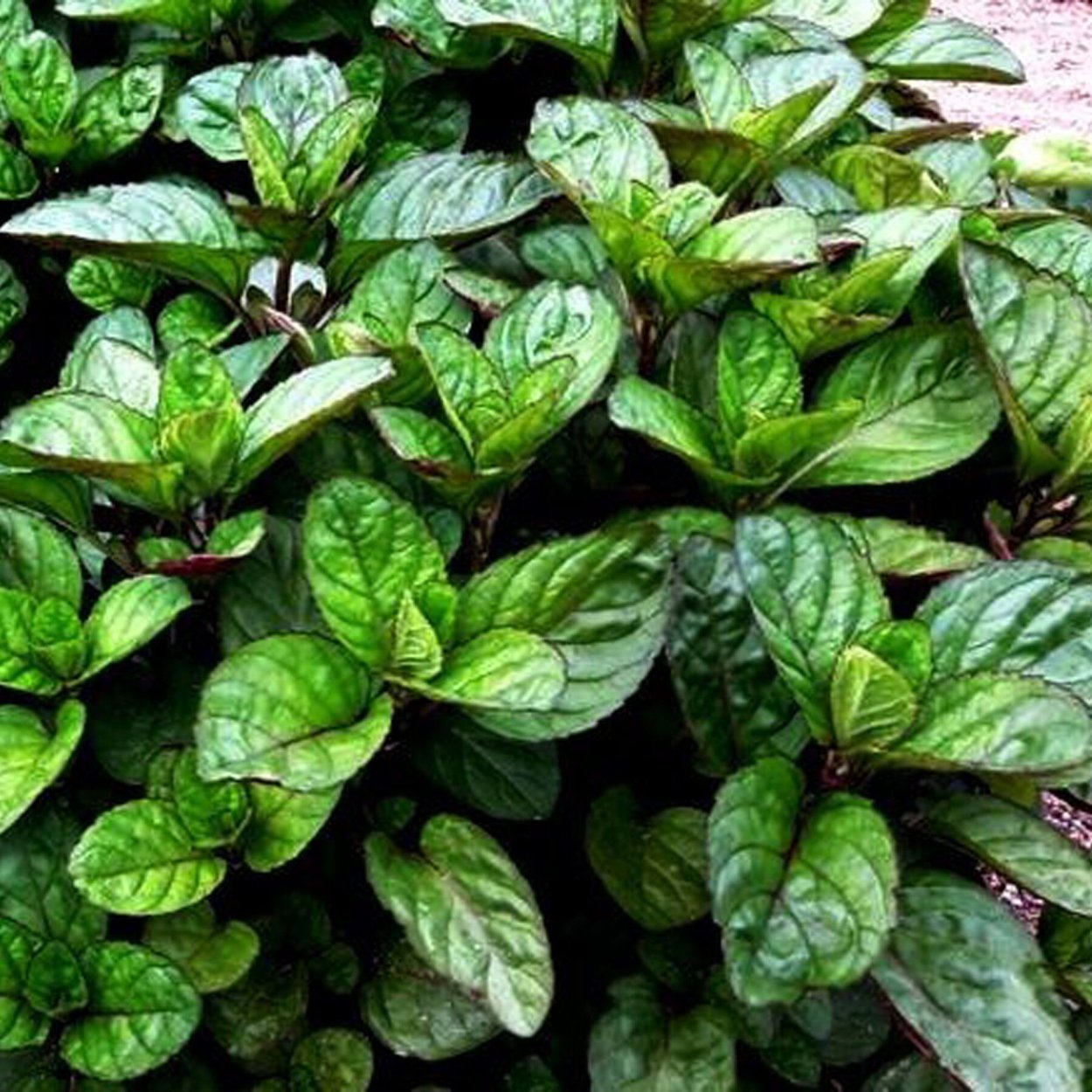 Мята перечная Orangenminze