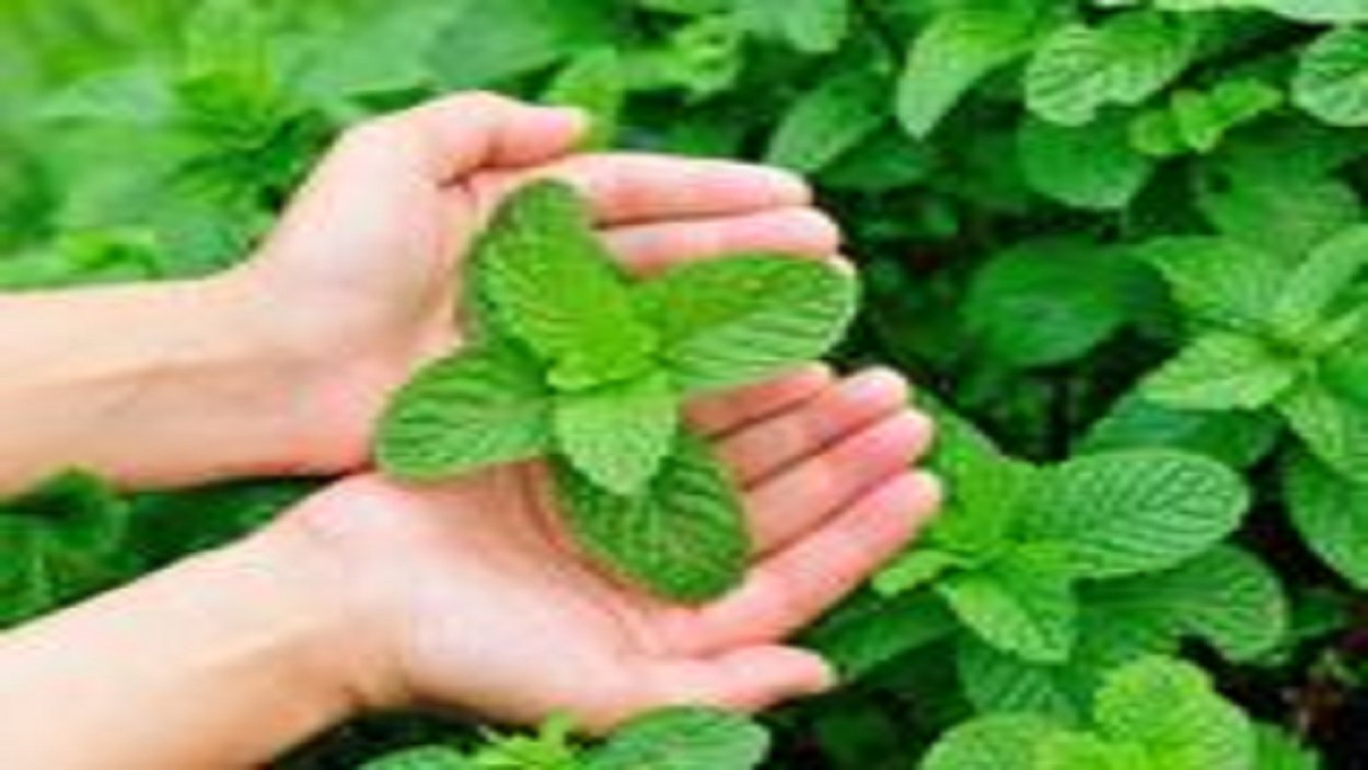 Мята Кировской области