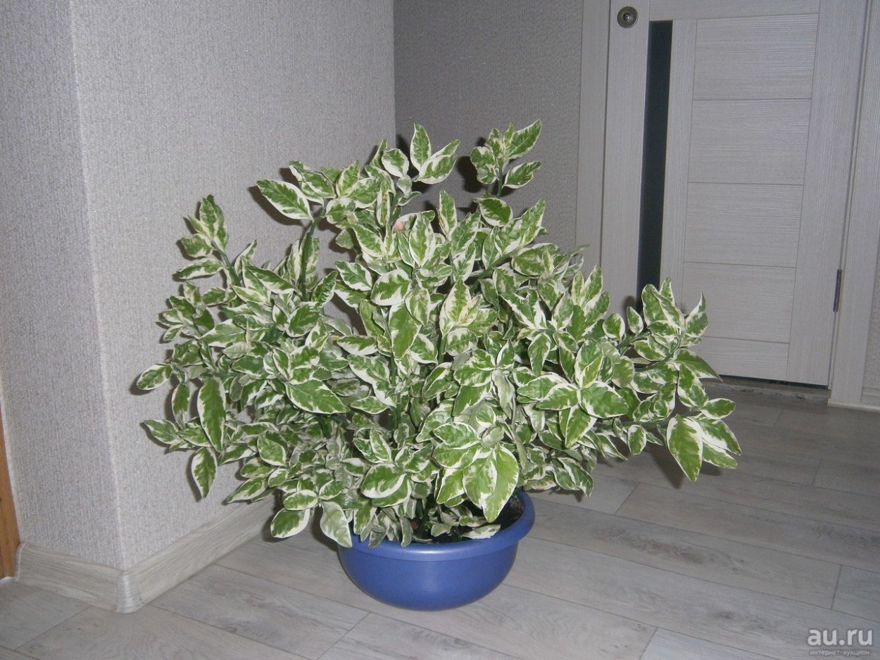 Педилантус отросток