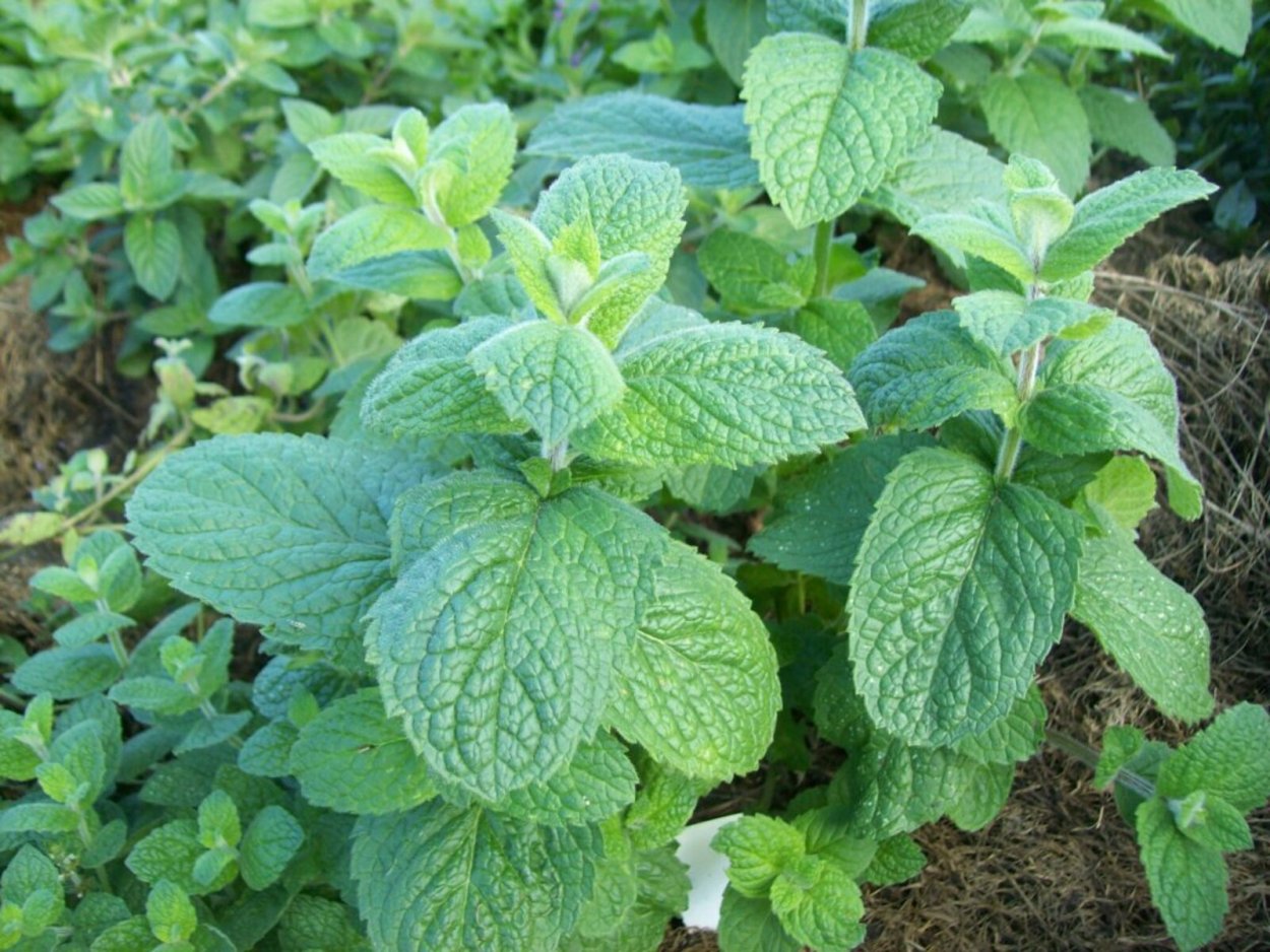 Мята круглолистная Апфелминце
