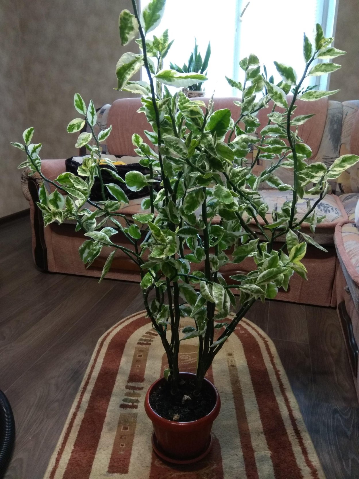 Педилантус суккулент