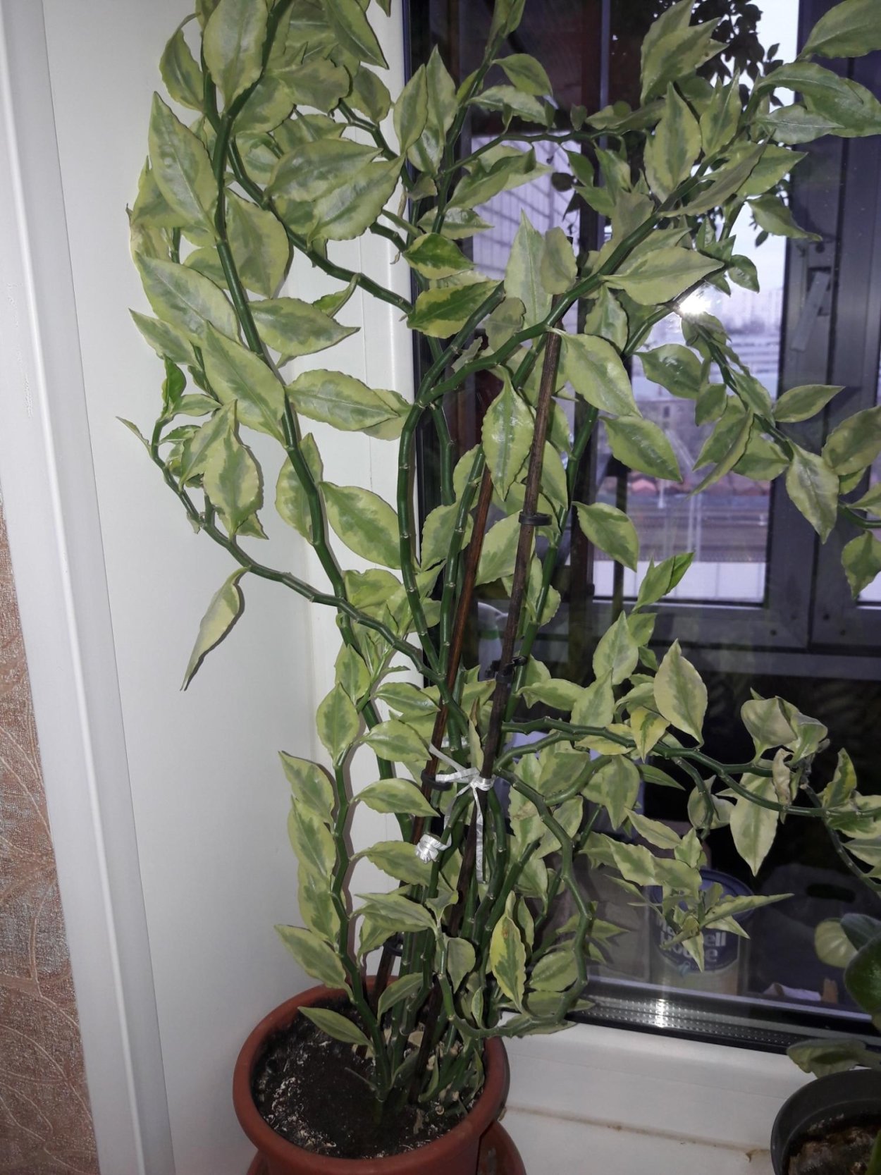 Фикус педилантус