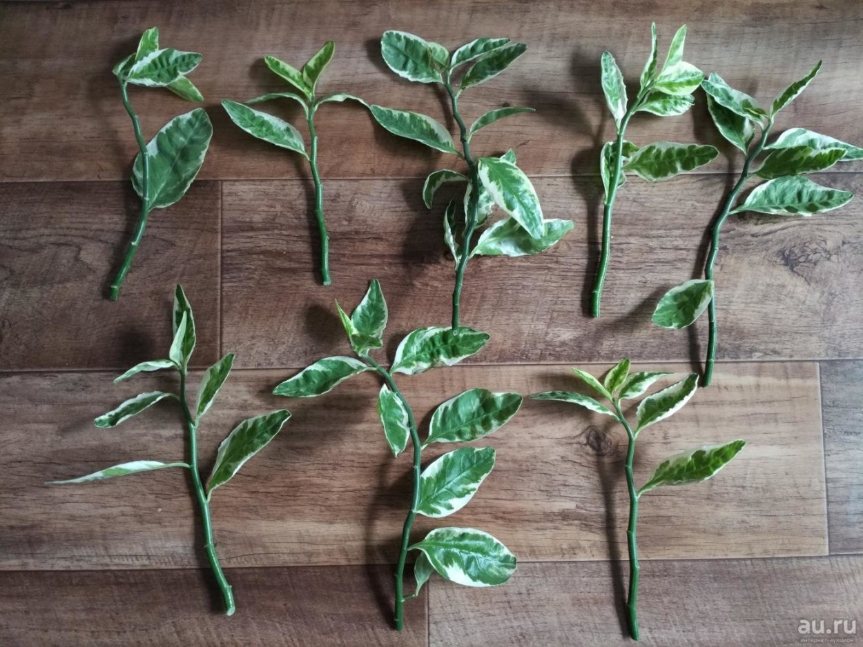 Фикус педилантус