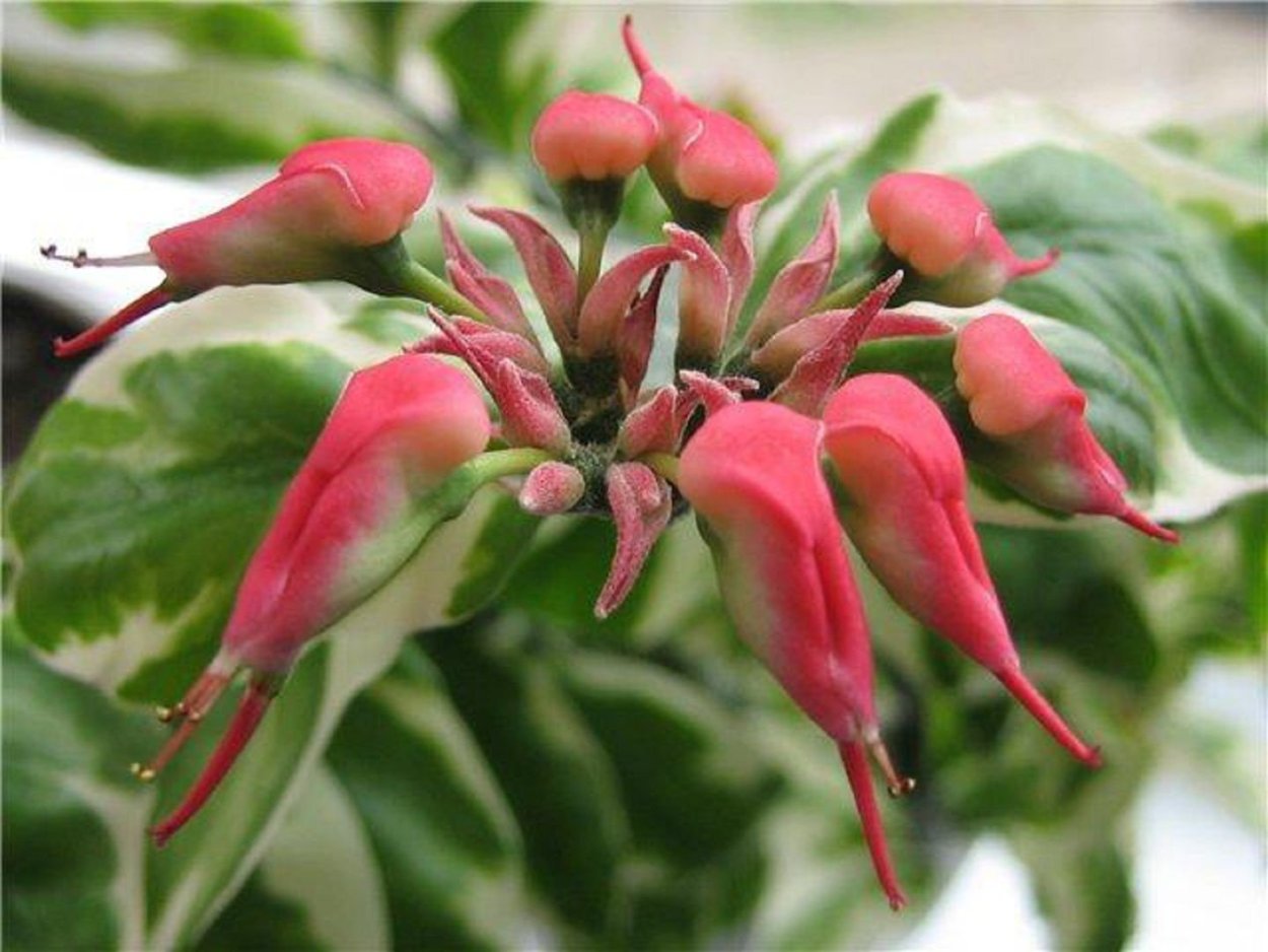 Фикус педилантус