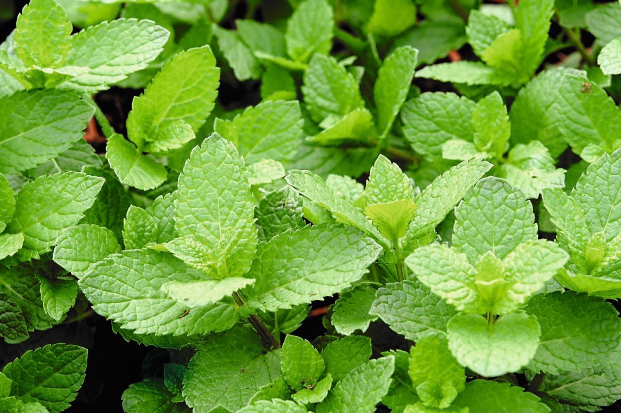 Мята колосистая (Méntha spicáta)
