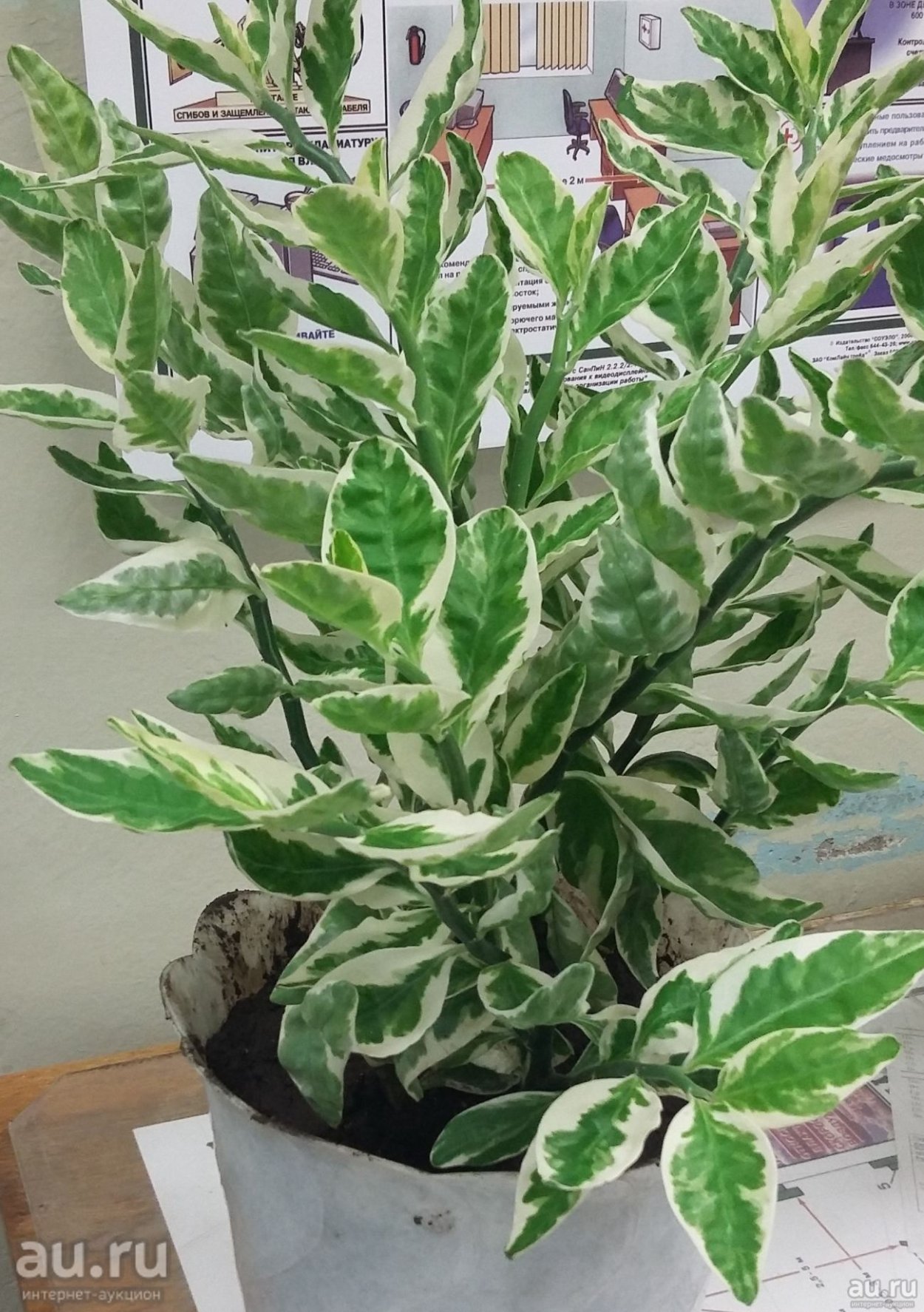 Цветы фикус педилантус