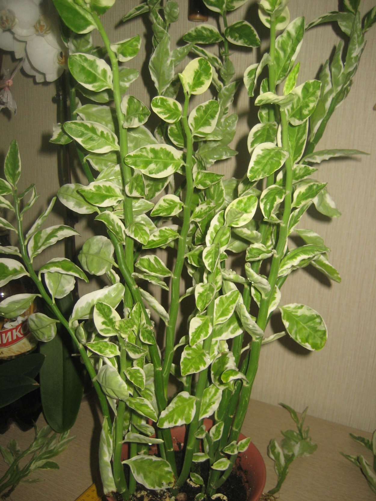 Педилантус колеус