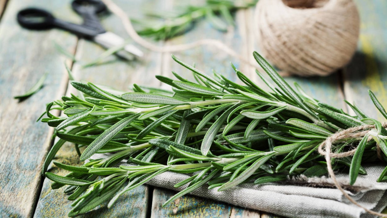 Розмарин мощная трава для мозгового кровообращения