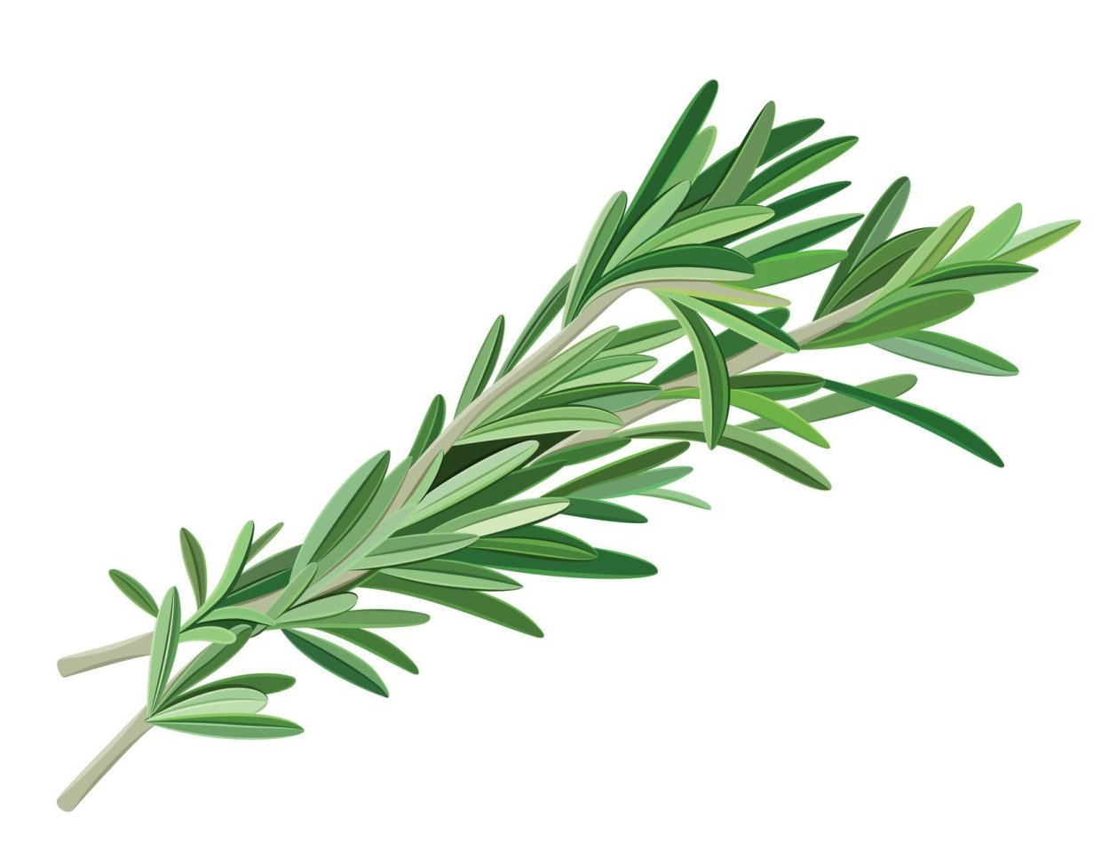 Розмарин на прозрачном фоне