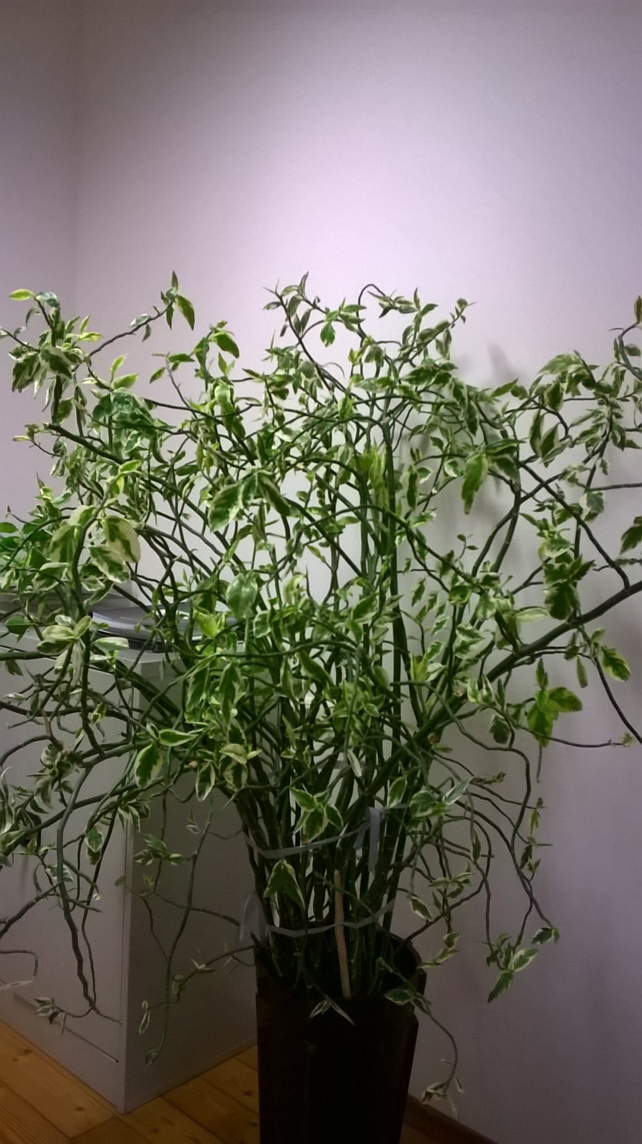 Педилантус ампельный