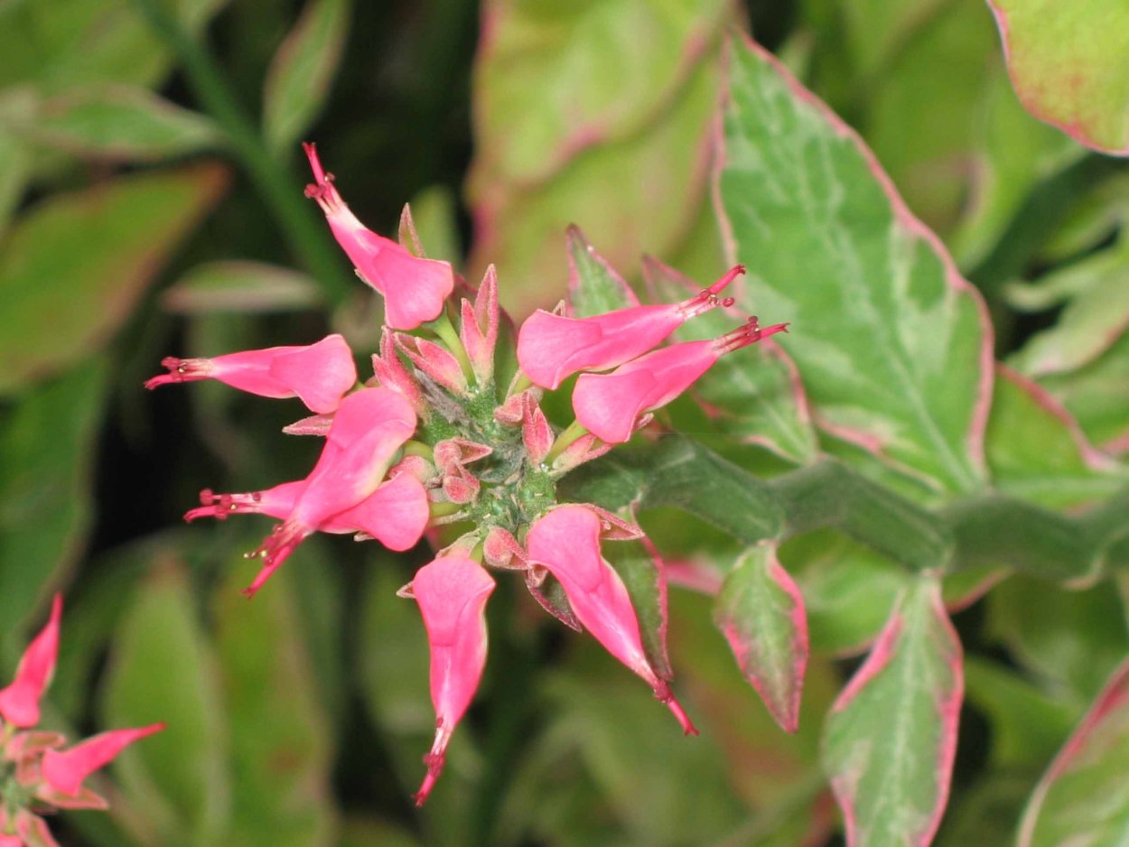 Педилантус титималоидес