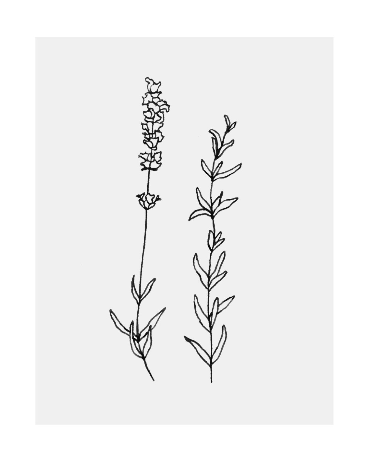 Чабрец тату