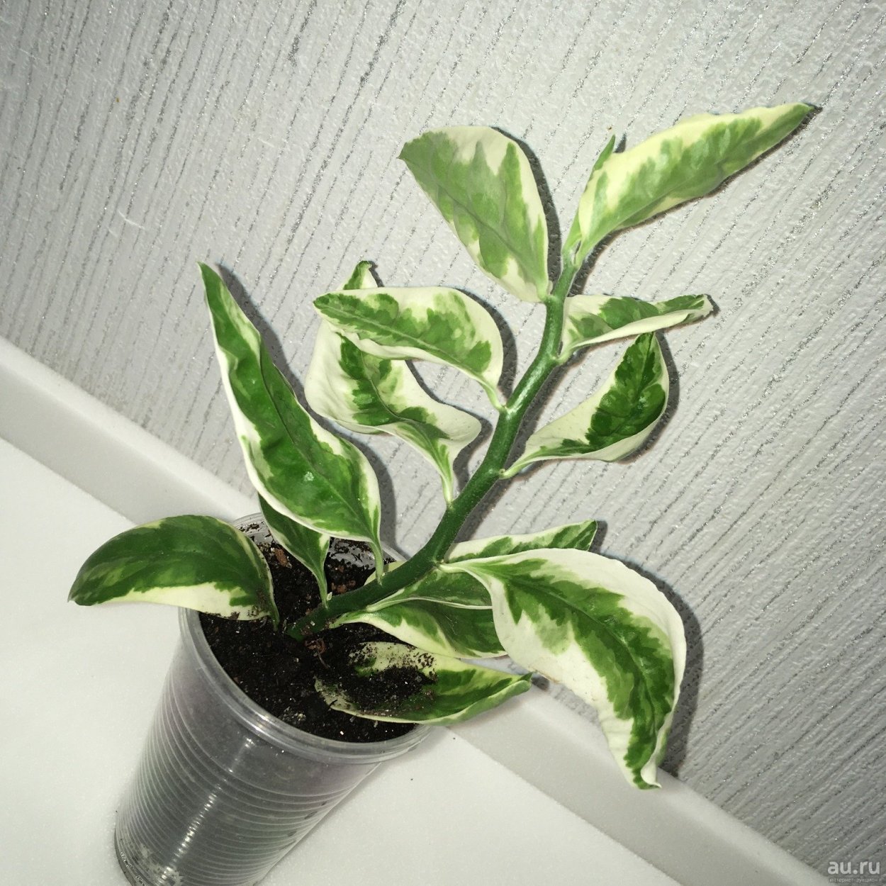 Педилантус колеус