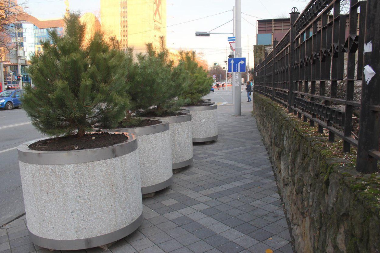 Театральная площадь Владимир туи в кадках