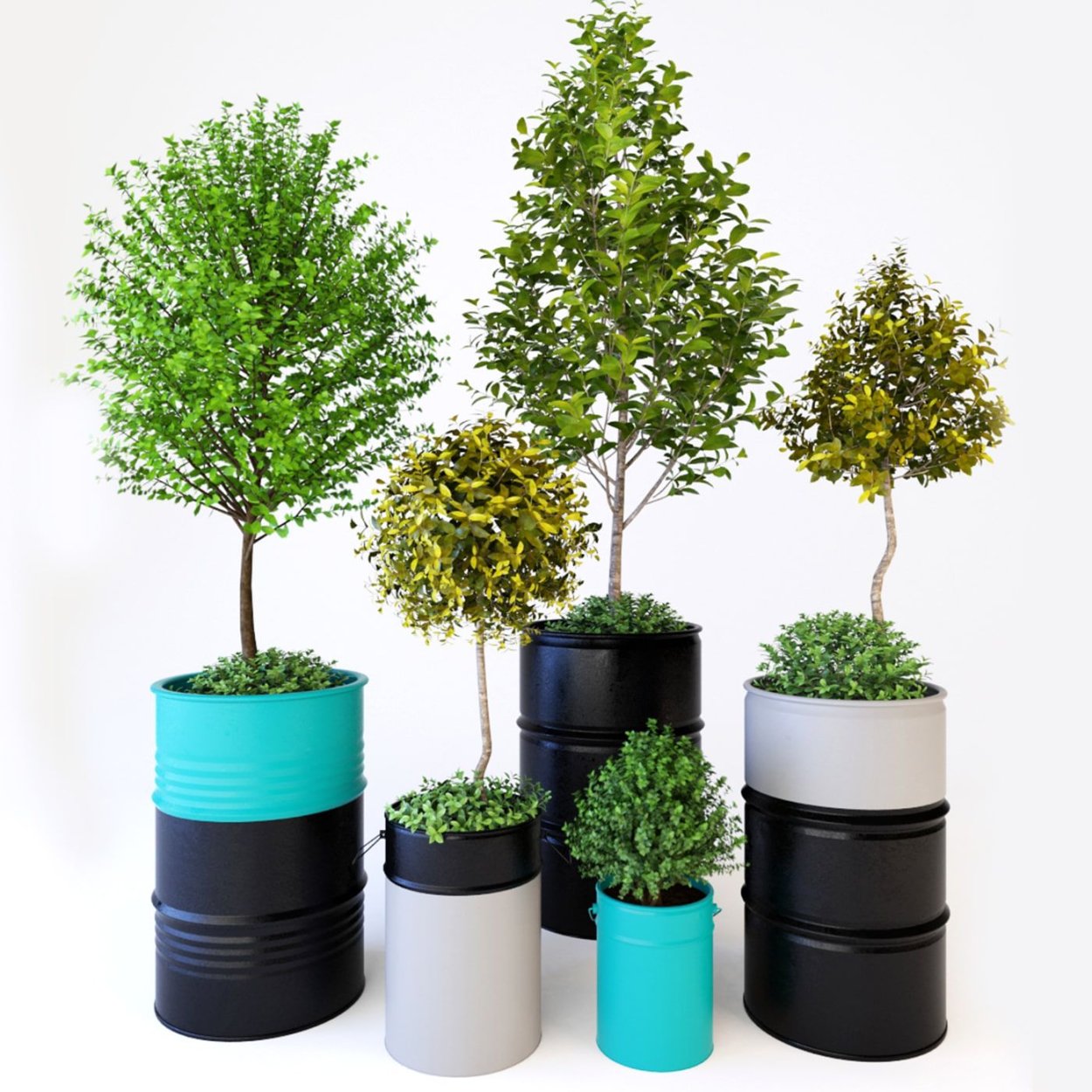 Кустарники в кадках