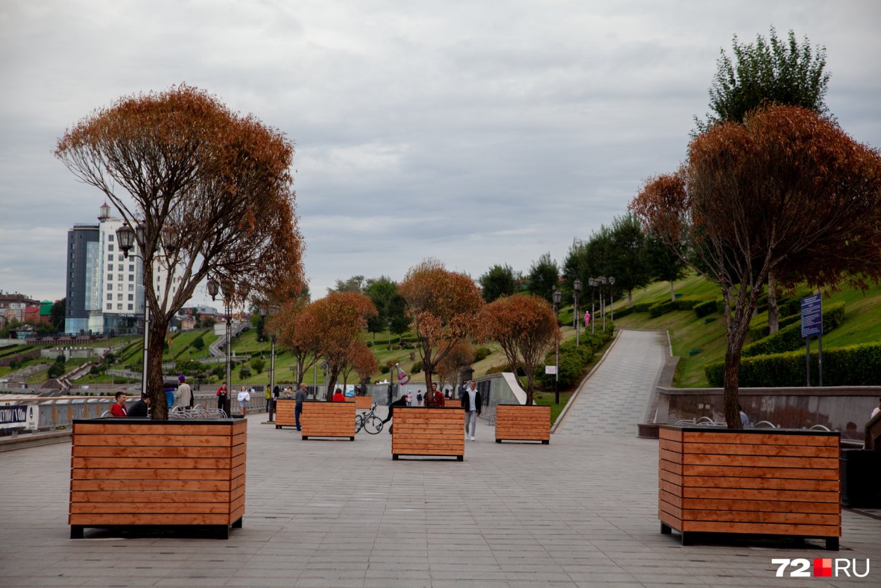 Деревья в кадушках