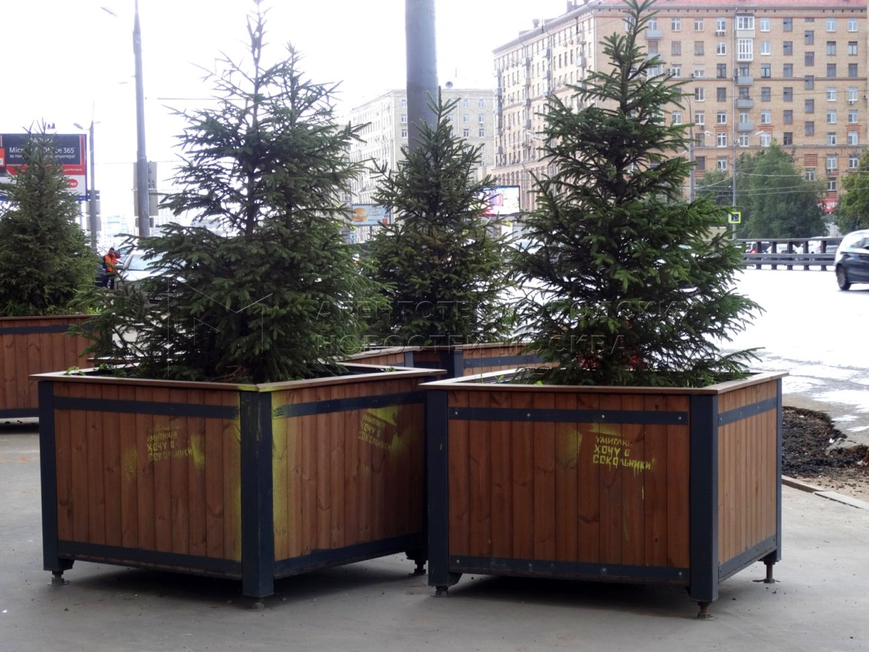 Ель в кадке уличная