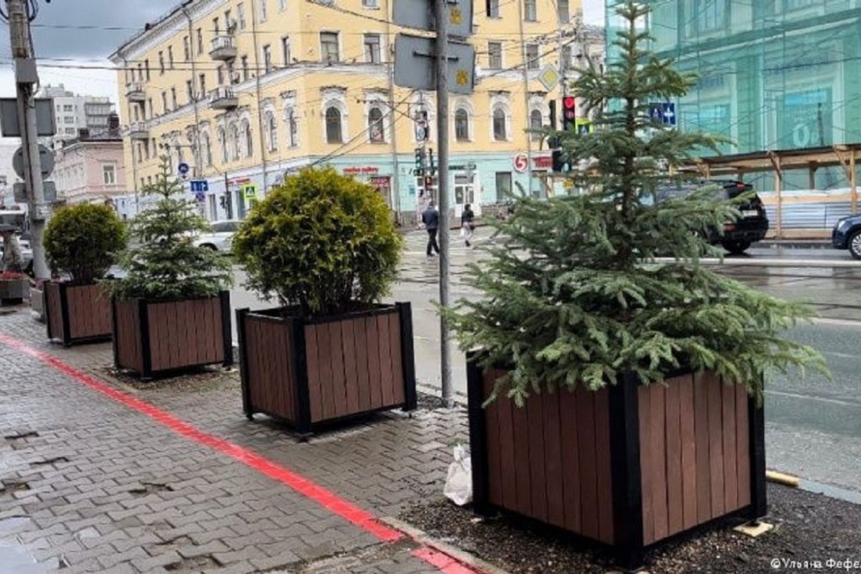 Дерево в красной кадке