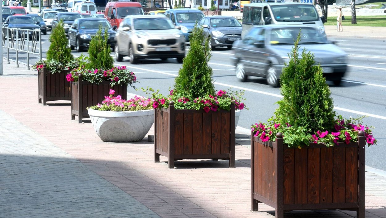 Туи в кадках