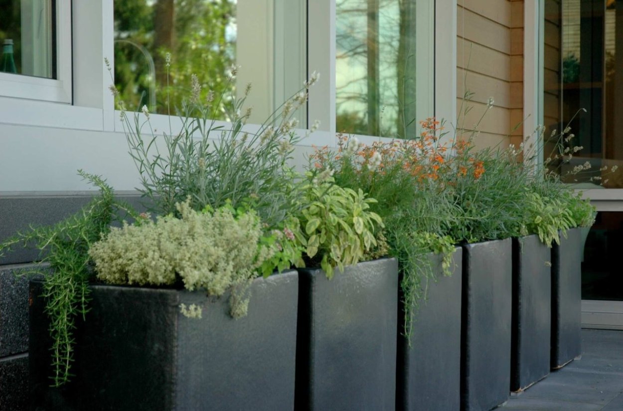 Контейнерное Озеленение злаками