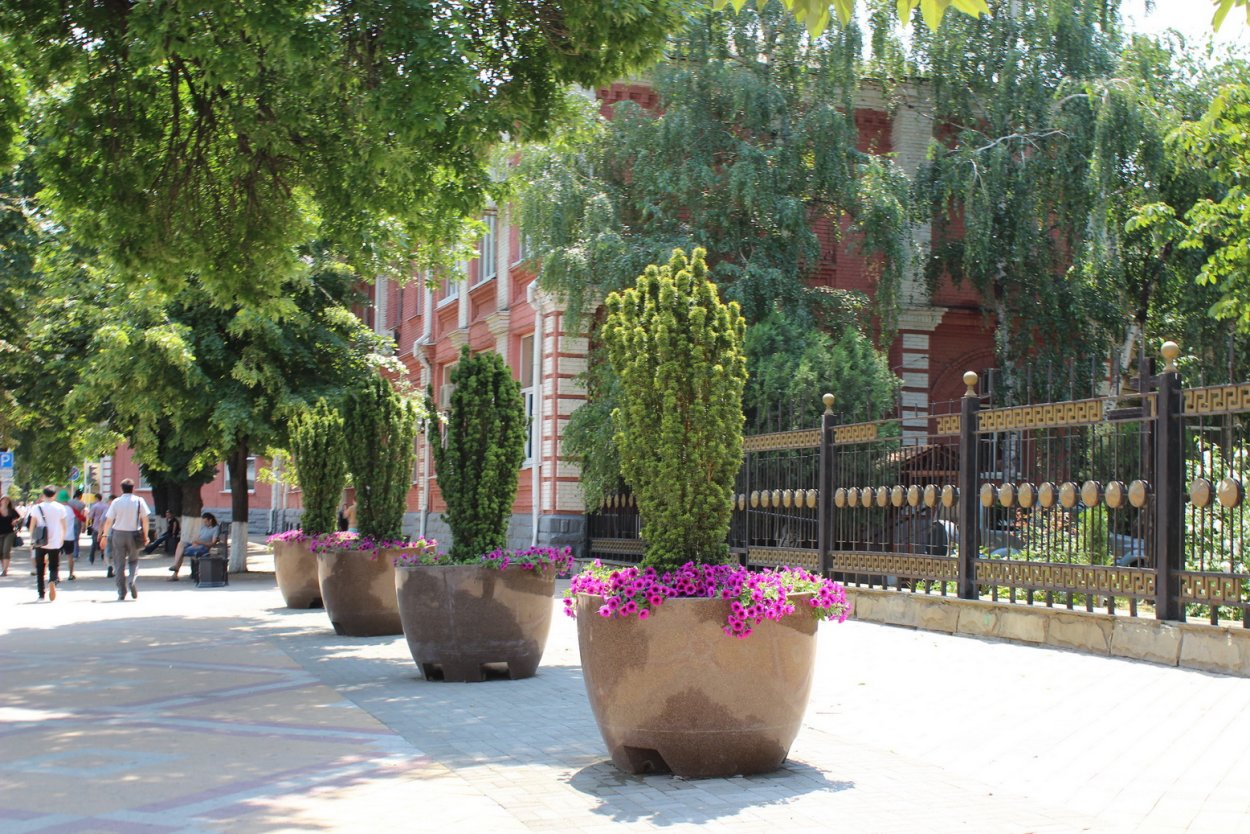 Деревья для озеленения улиц