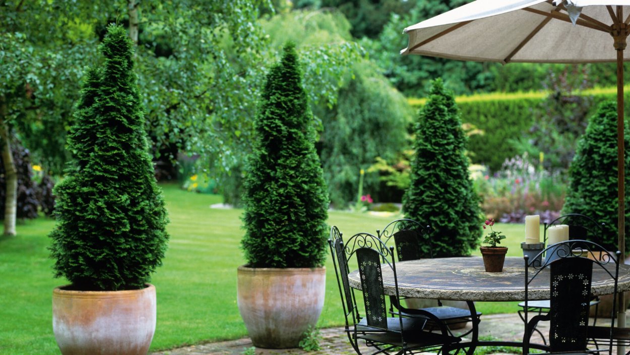Туя в вазоне во дворе