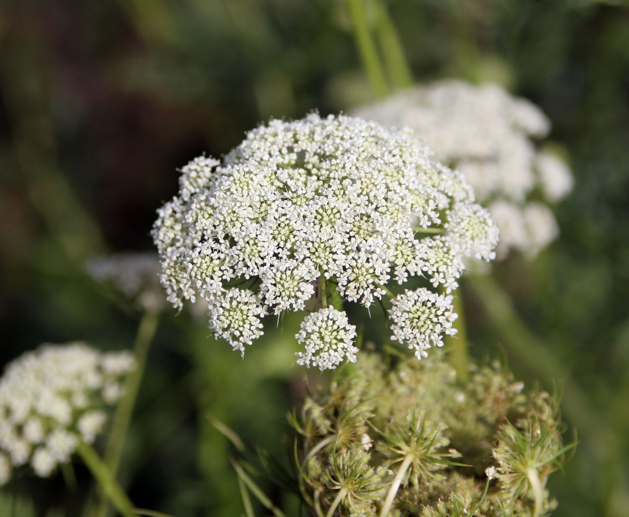 Daucus carota корень
