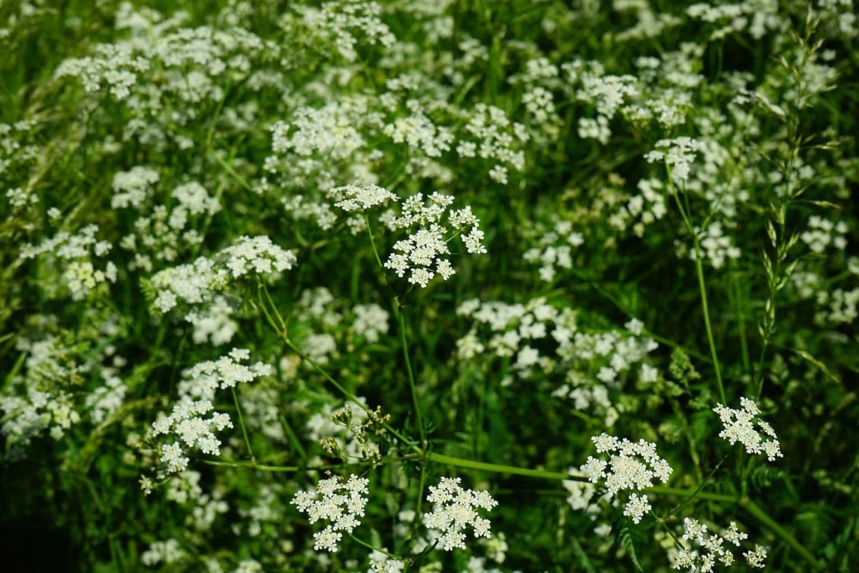 Тысячелистник зонтичный белый