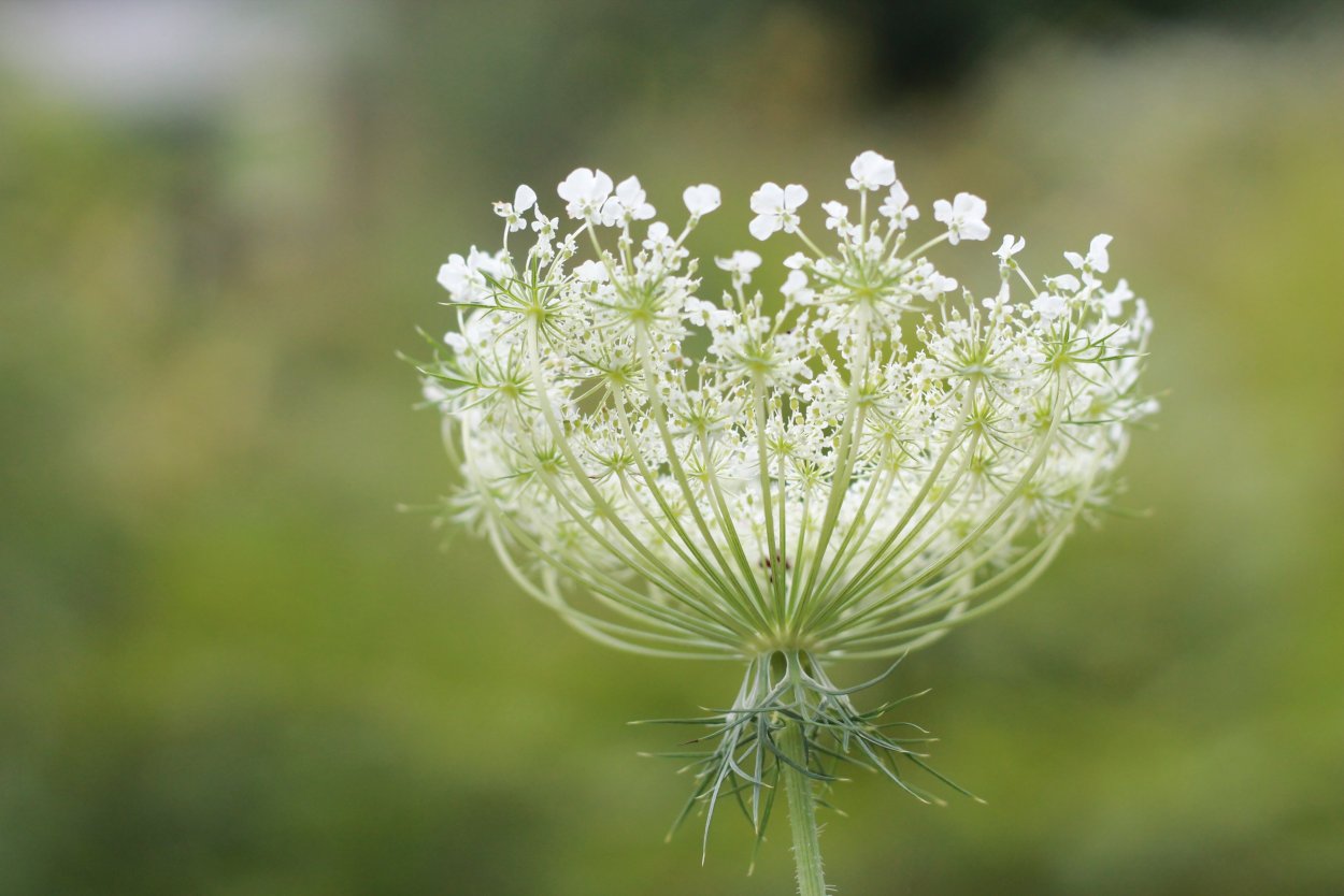 Зонтичные (Umbelliferae(Apiaceae))