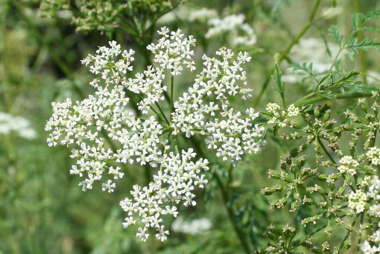 Растение болиголов пятнистый