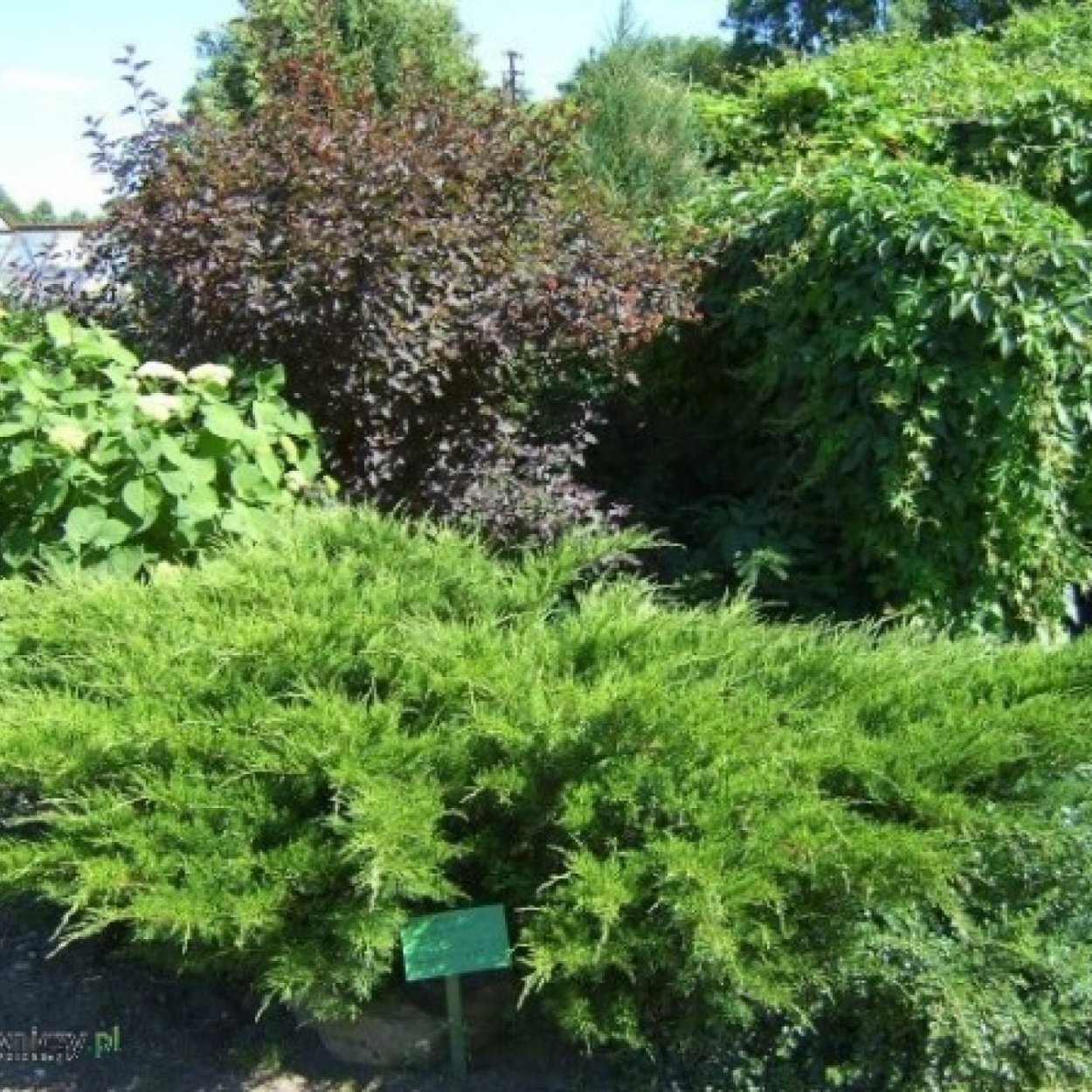 Можжевельник минт джулеп ниваки